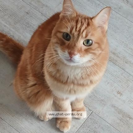 Photo 1/1 Gabin Chat lost in Calais