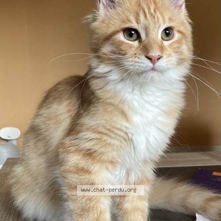 Photo 1/1 Watine Chat lost in Chambery