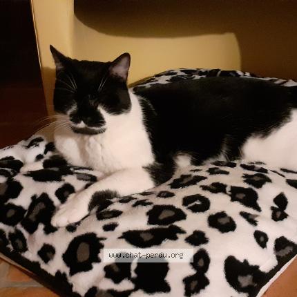 Photo 1/1 Ulysse Chat lost in Papleux