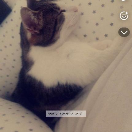 Photo 1/2 Jo Chat lost in Panazol