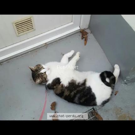 Photo 2/2 Jo Chat lost in Panazol