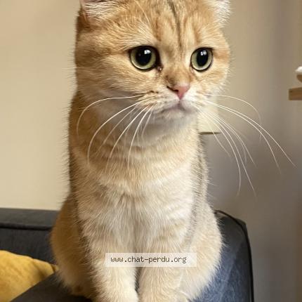 Photo 1/1 Aliette Chat lost in Paris