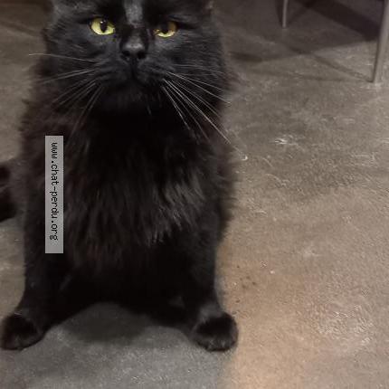 Photo 1/1 DJANGO Chat lost in Saint avit