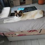 Picture of cat lost at Malicorne Sur Sarthe