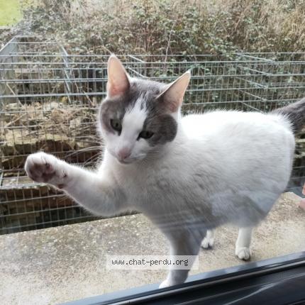 Photo 1/1 Found cat Found in Servon sur vilaine