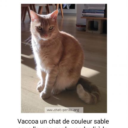 Photo 1/1 Vacoa Chat lost in Peypin d aigues