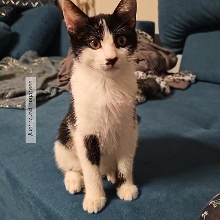 Photo 1/1 Jules Chat lost in Limoux