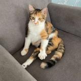 Picture of cat lost at La Bernardiere