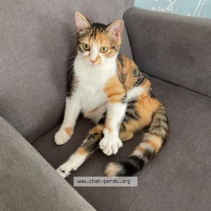 Photo 1/1 Coco Chat lost in La bernardiere