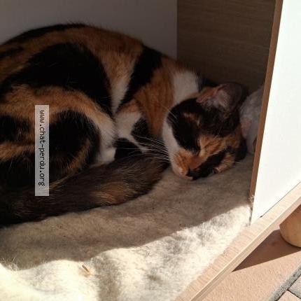 Photo 1/1 Found cat Found in Saint chamond