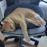 Picture of cat lost at Forest Sur Marque