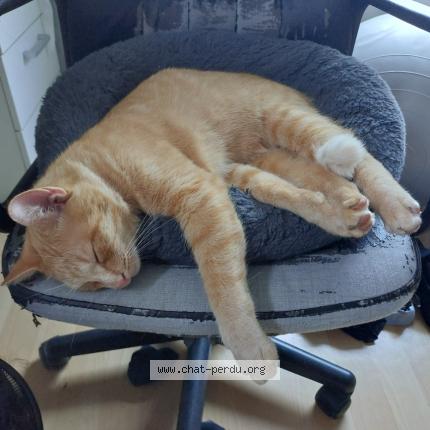 Photo 1/1 Gimli Chat lost in Forest sur marque