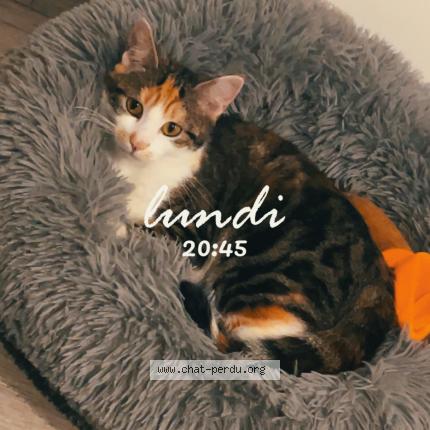 Photo 1/1 Luna Chat lost in Blois