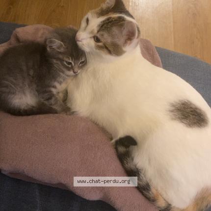 Photo 1/1 Clochette Chat lost in Nimes