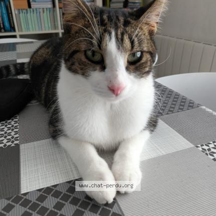 Photo 1/2 Chamallow Chat lost in Mesnil doucerain