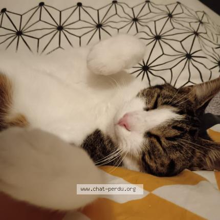 Photo 2/2 Chamallow Chat lost in Mesnil doucerain