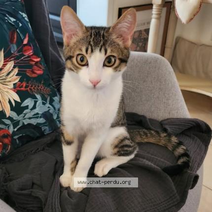 Photo 1/1 Charly Chat lost in Mandelieu la napoule