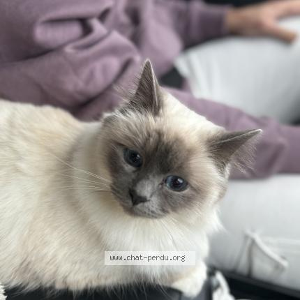 Photo 1/1 Sunna Chat lost in Le bourget