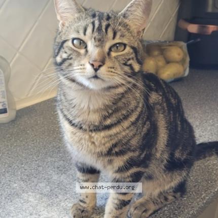 Photo 1/1 Ryu Chat lost in Miremont