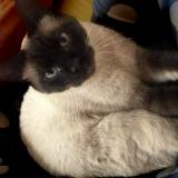 Picture of cat lost at Ploufragan