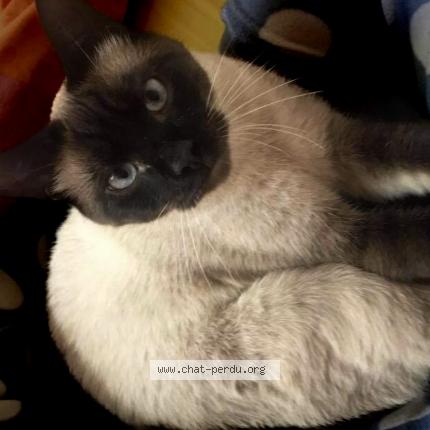 Photo 1/1 Toupetit Chat lost in Ploufragan