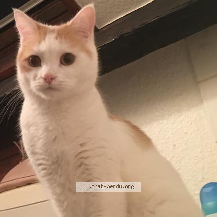 Photo 1/1 Monsieur Chat lost in Hellemmes