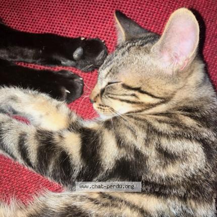 Photo 1/1 Bibichou Chat lost in Bussiere dunoise