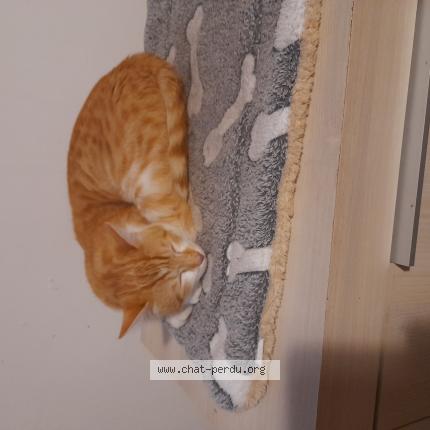 Photo 1/1 BISOU Chat lost in Luneville