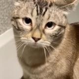 Picture of cat lost at Rochefort