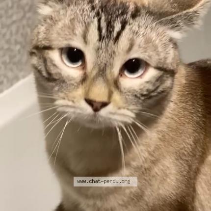 Photo 1/1 Olympe Chat lost in Rochefort