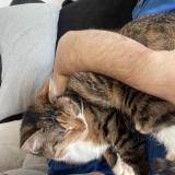 Picture of cat lost at Caen