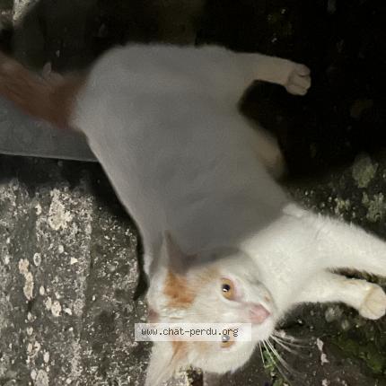 Photo 1/1 Found cat Found in Le poire sur vie