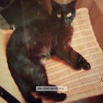 Photo 1/1 Lassy Chat lost in Beauvais