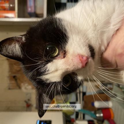 Photo 1/1 Found cat Found in Prignac marcamps