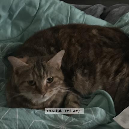 Photo 1/1 nala Chat lost in Cagne sur mer