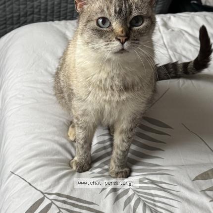 Photo 1/1 Mielle Chat lost in Montoison