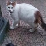 Picture of cat found at Eleu Dit Leauwette