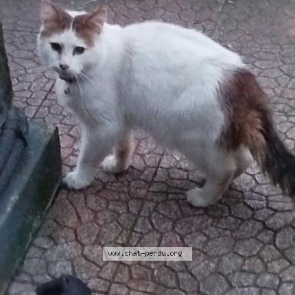 Photo 1/1 Found cat Found in Eleu dit leauwette