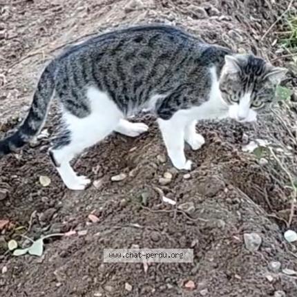 Photo 1/1 Tysha Chat lost in Ermont