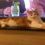 Picture of cat lost at Neuf Marche