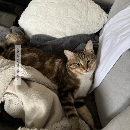 Photo 1/2 Blue Chat lost in Mesnils sur iton