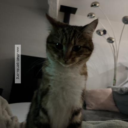 Photo 2/2 Blue Chat lost in Mesnils sur iton