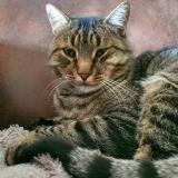 Picture of cat lost at Locmine