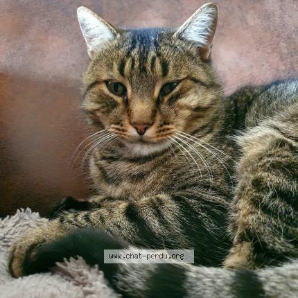 Photo 1/1 Atay Chat lost in Locmine