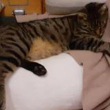 Picture of cat lost at La Croisille Sur Briance