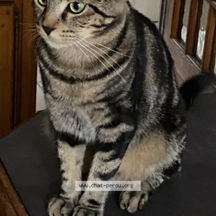 Photo 1/1 MINO Chat lost in Aulnay sous bois