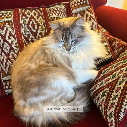 Photo 1/1 Mahina Chat lost in Pessac