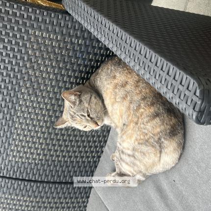 Photo 1/1 Found cat Found in Le blanc mesnil