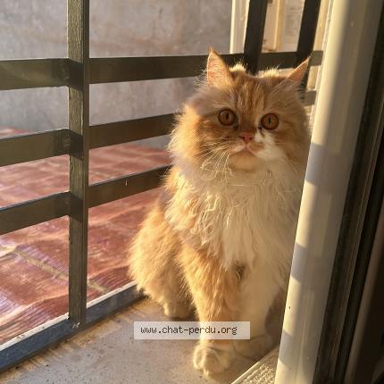 Photo 1/1 Pumpkin Chat lost in Bagneux