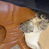 Picture of cat lost at Longuenesse